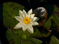 Nymphaea Pygmaea Helvola (water lily)