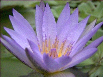 Nymphaea August Koch (water lily)