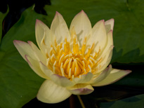 Nymphaea Carla's Sonshine (water lily)
