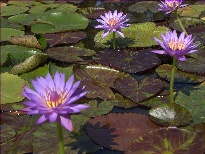 Nymphaea Daniel (water lily)