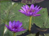 Nymphaea King Of The Blues (water lily)