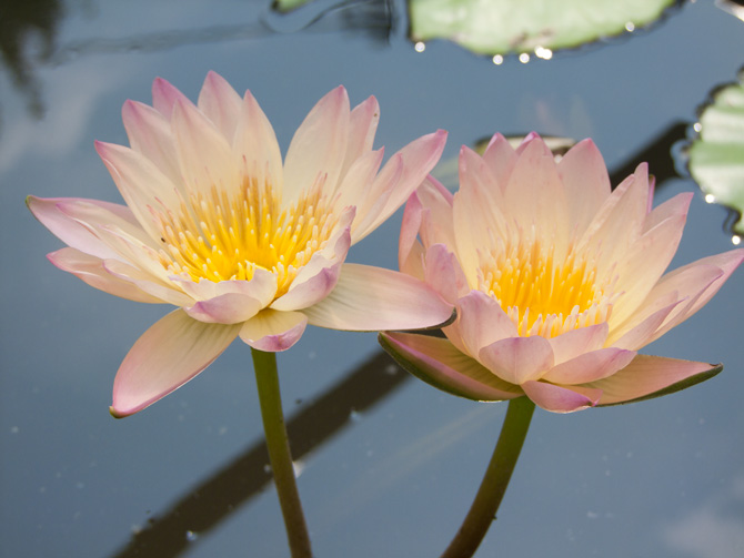 Nymphaea Kit's Golden Cup (water lily)