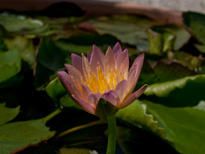 Nymphaea Kit's Golden Cup (water lily)