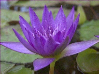 Nymphaea King Of Siam (water lily)