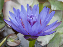 Nymphaea Laura Frase (water lily)