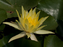 Nymphaea Mexicana f. Canaveralensis (water lily)