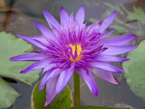 Nymphaea Midnight (water lily)