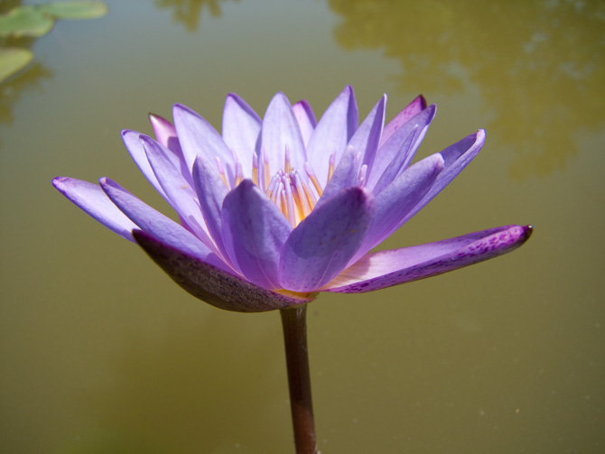 Nymphaea Panama Pacific (water lily)