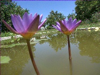 Nymphaea Panama Pacific (water lily)