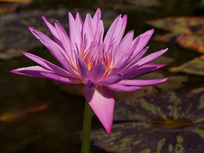Nymphaea Pink Cactus (water lily)