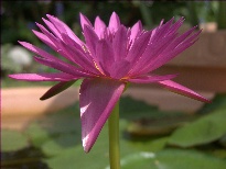 Nymphaea Senorita (water lily)