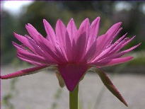 Nymphaea Senorita (water lily)