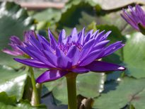Nymphaea Tanzanite (water lily)