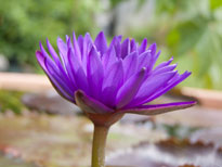 Nymphaea Ultra Violet (water lily)