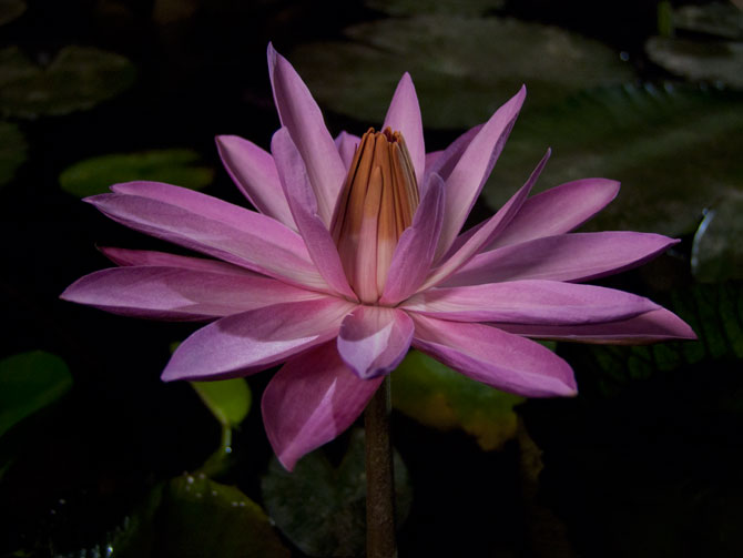 Nymphaea Red Flare (water lily)