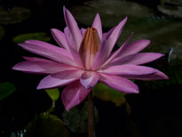 Nymphaea Red Flare (water lily)