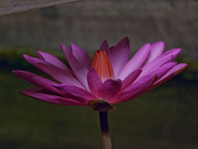 Nymphaea rubra (water lily)